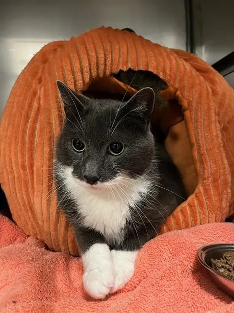 A young small-sized male Domestic Short Hair cat named Jason for adoption in Killeen, TX