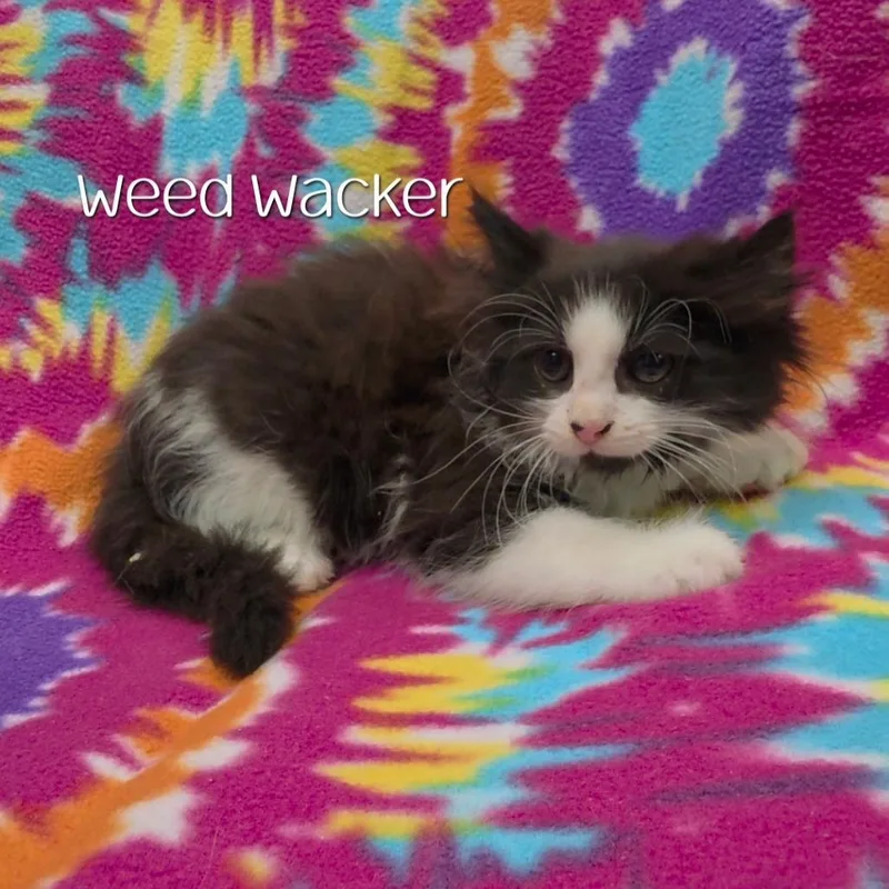 Weed Wacker