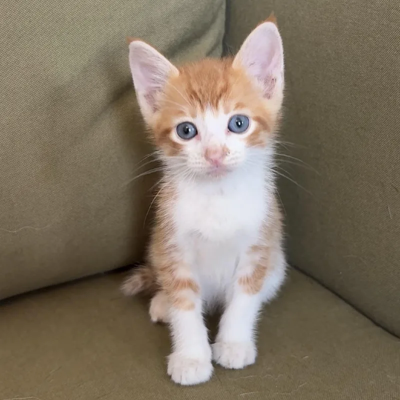 A baby small-sized male Orange / Red Domestic Short Hair cat named Red for adoption in San Antonio, TX