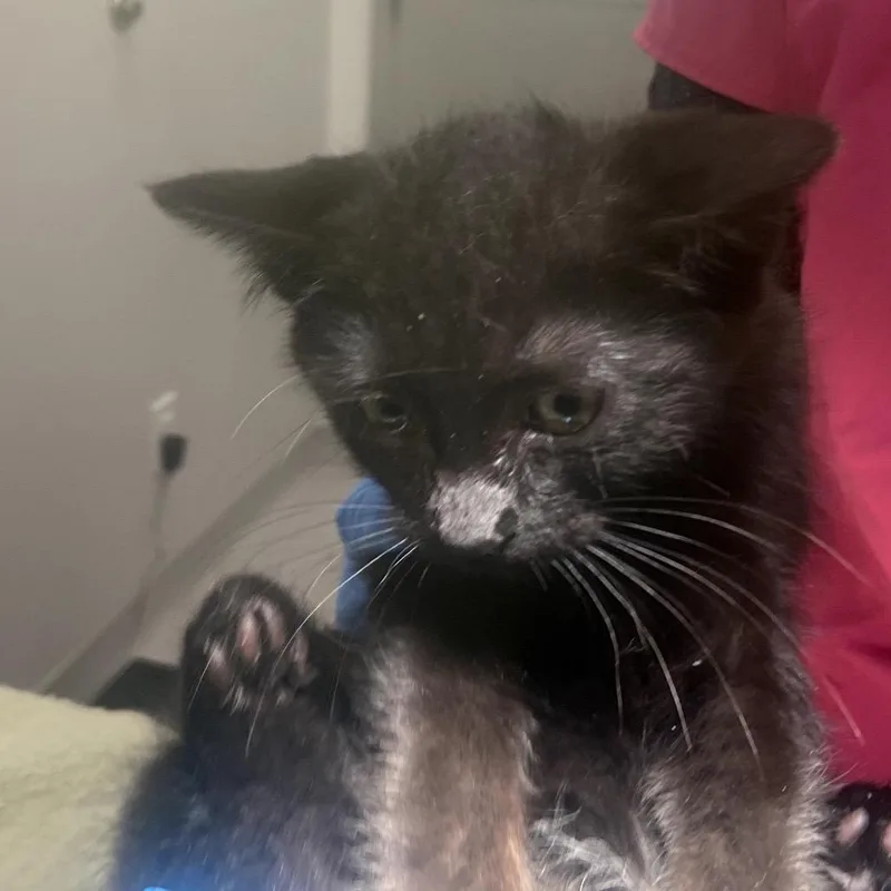 A baby small-sized male Black Domestic Medium Hair cat named Lucas for adoption in Winston Salem, NC