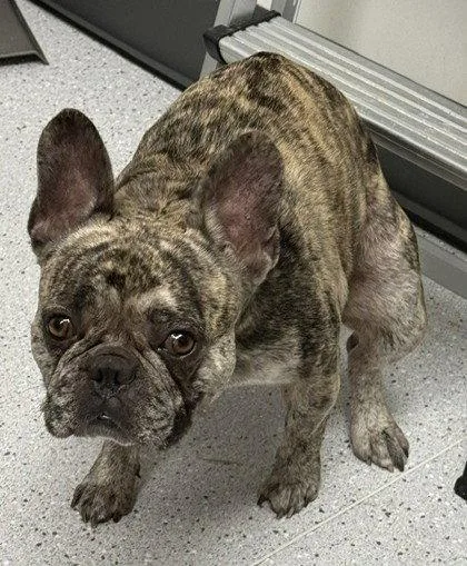 A young small-sized male French Bulldog dog named Hugo for adoption in Oakland, CA