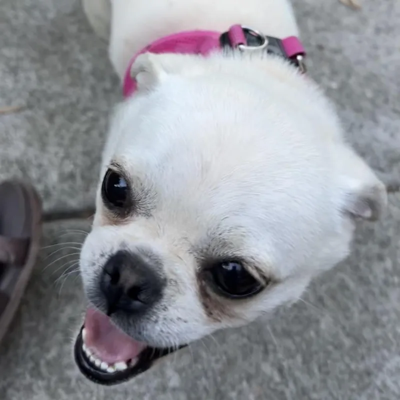Love Bug thumbnail 2