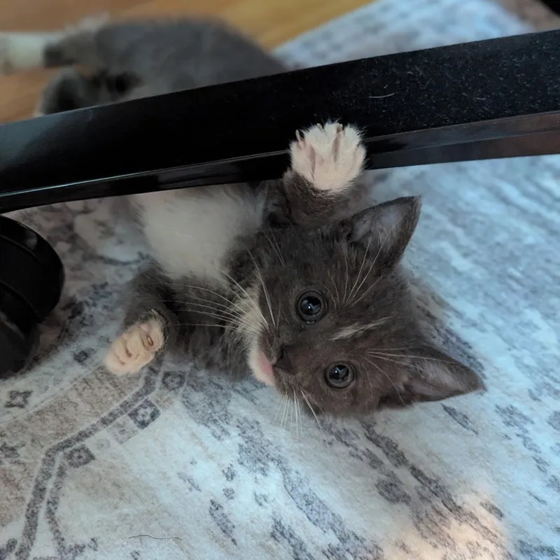 A baby medium-sized female Gray & White Domestic Short Hair cat named Manuka for adoption in Buffalo, NY