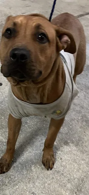 A young large-sized female American Bulldog dog named Lady for adoption in Miami, FL