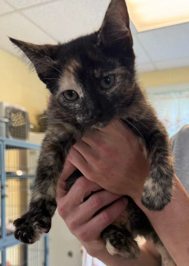 A young small-sized female Domestic Short Hair cat named Bon Bon for adoption in Staley, NC