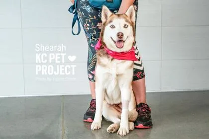 An adult large-sized female Siberian Husky dog named Shearah for adoption in Kansas City, MO