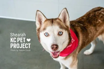 Shearah thumbnail 3