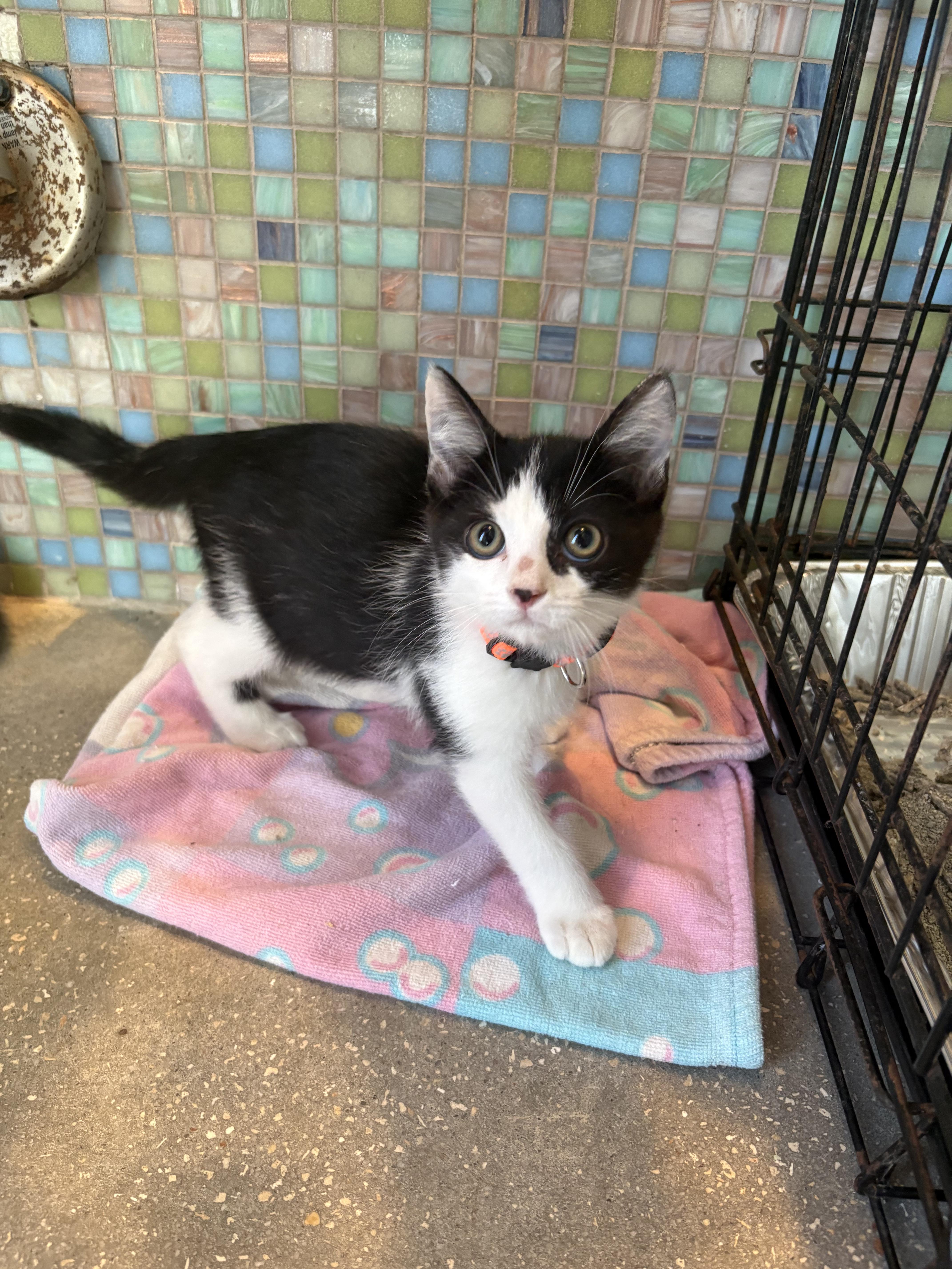 A baby medium-sized male Black & White / Tuxedo Domestic Short Hair cat named Gavriel for adoption in Saint Pete Beach, FL