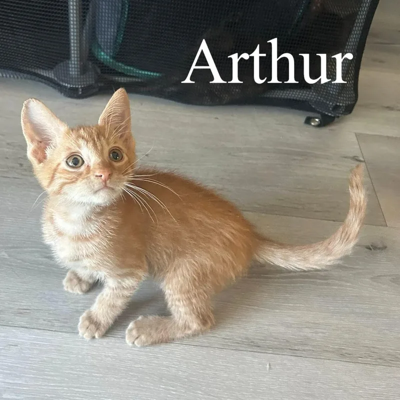 A baby medium-sized male Tabby (Orange / Red) Domestic Short Hair cat named Arthur for adoption in Queen Creek, AZ