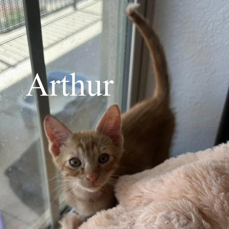 Arthur thumbnail 2