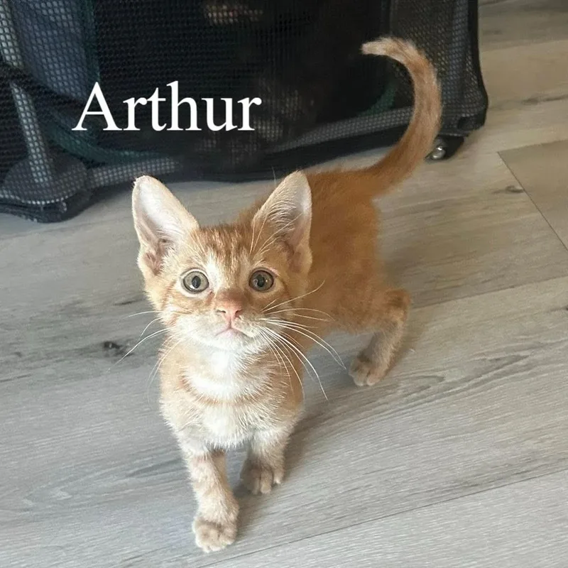 Arthur thumbnail 3