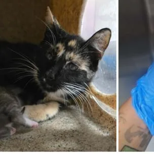 Mama Basil Carlsbad thumbnail 2
