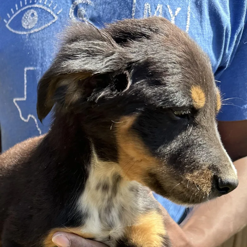 Bear  Local April thumbnail 2