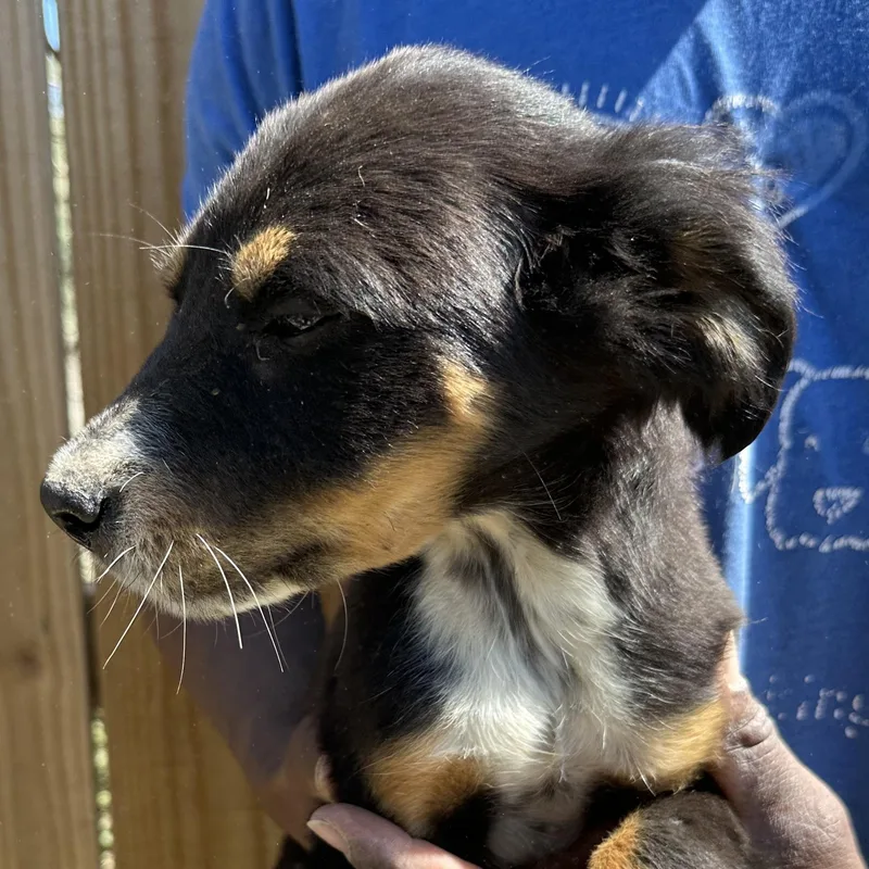 Bear  Local April thumbnail 3