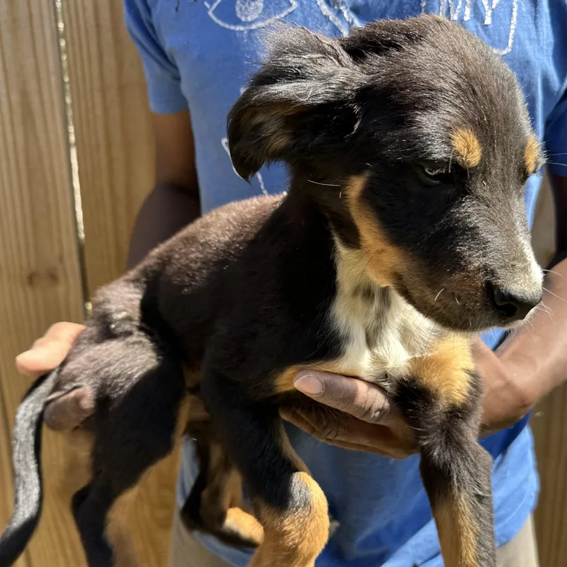 Bear  Local April thumbnail 4