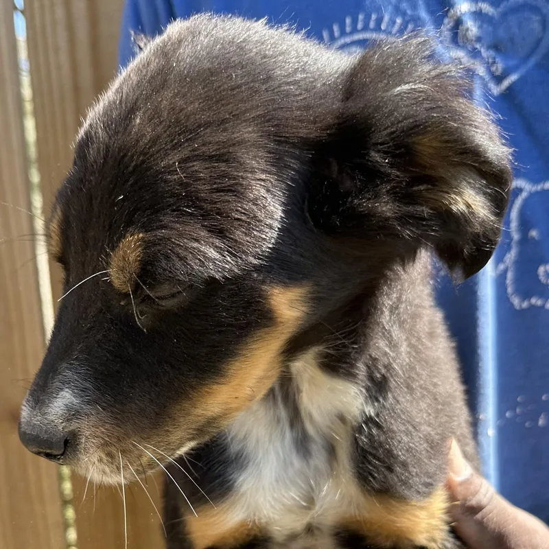 Bear  Local April thumbnail 5