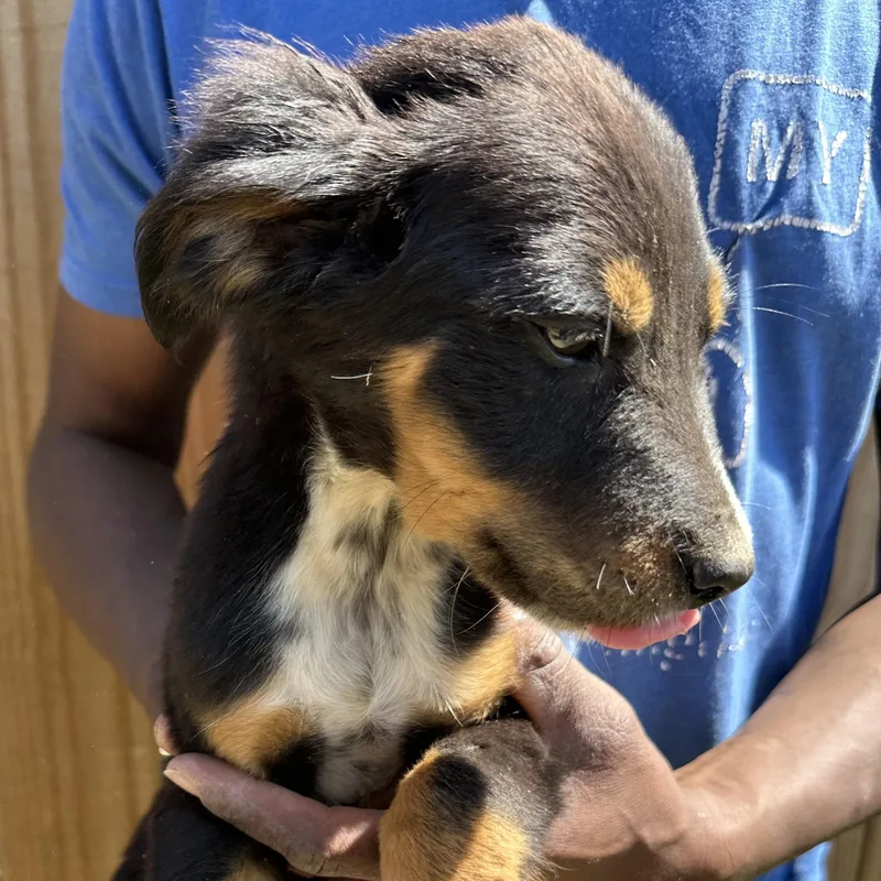 Bear  Local April thumbnail 6