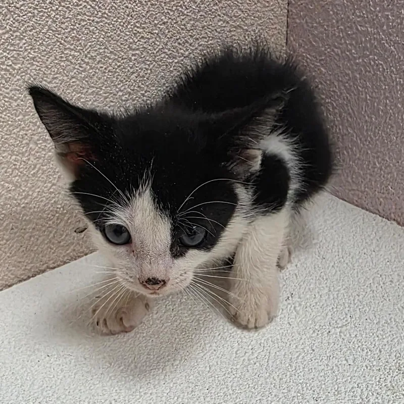 A baby small-sized male Black Domestic Short Hair cat named Drago for adoption in Jupiter, FL
