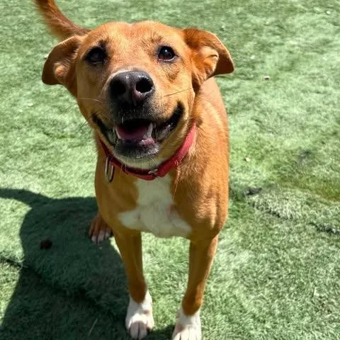 A young medium-sized male Golden Carolina Dog dog named Jayden for adoption in Center Point, TX