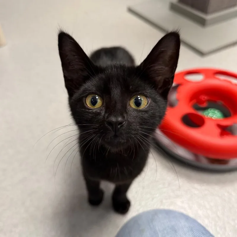 A baby small-sized female Black Domestic Short Hair cat named Bee for adoption in Hampton Bays, NY