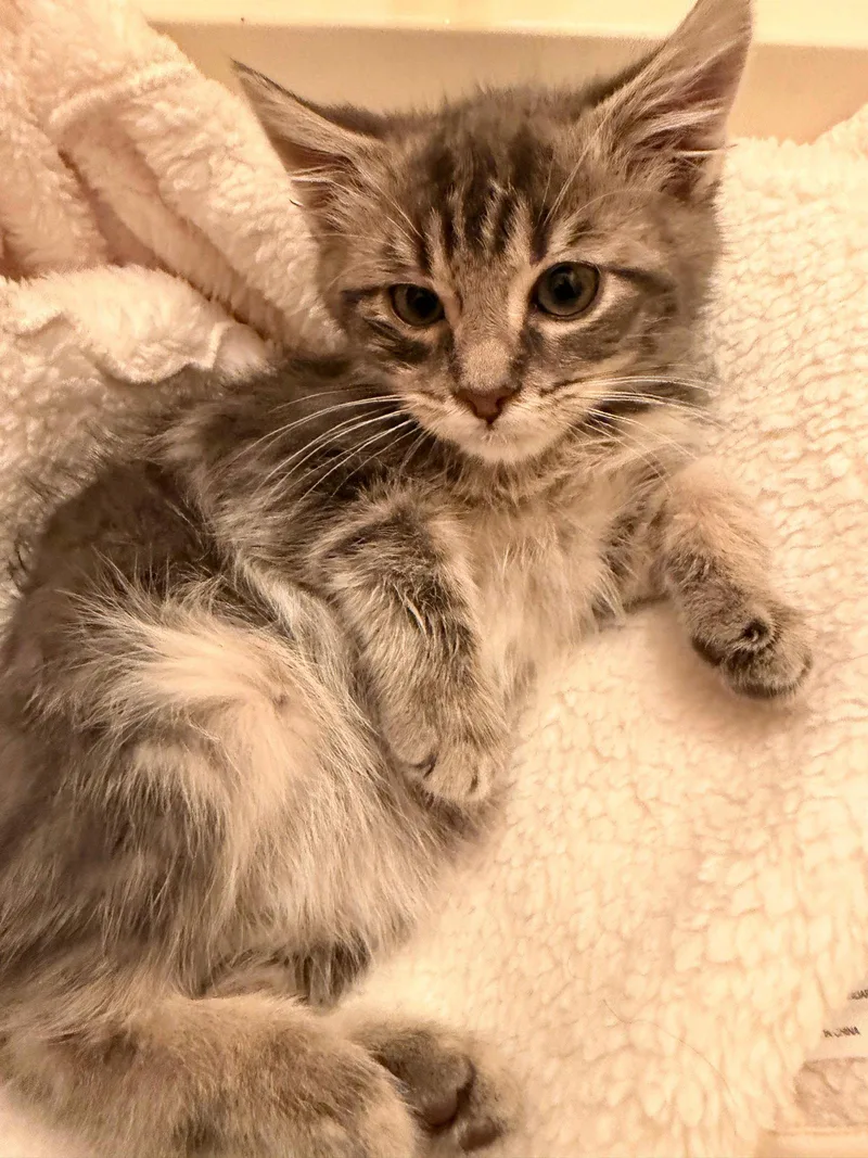 A baby medium-sized male Tabby cat named Leonardo P. for adoption in Frisco, TX