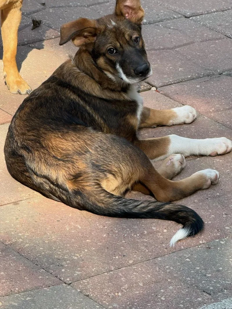 A young medium-sized male Shepherd dog named Tito for adoption in Sun Prairie, WI