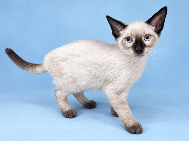 A baby small-sized male Domestic Short Hair cat named Jackson Jr. for adoption in Sebastian, FL