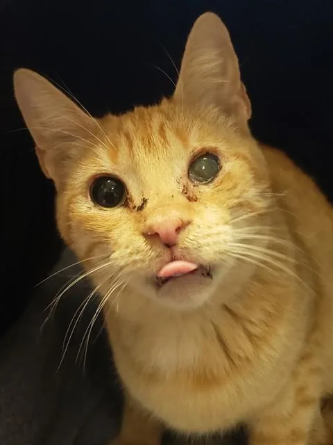 An adult small-sized female Domestic Short Hair cat named Leeloo Lexi for adoption in Tucson, AZ