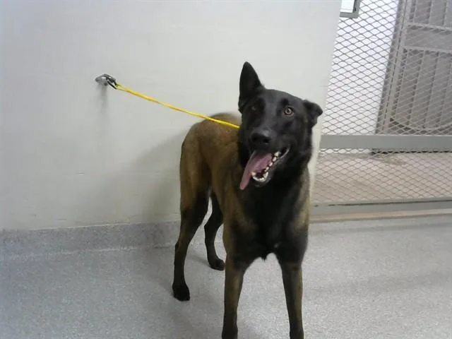 A young large-sized male Belgian Shepherd / Malinois dog named Simba for adoption in Pasadena, TX