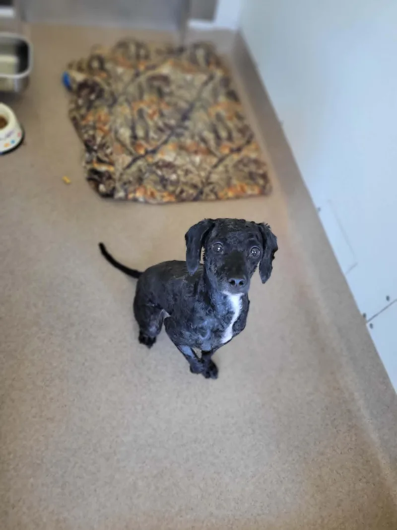 An adult small-sized male Black Poodle (Toy) dog named Koba for adoption in Chambersburg, PA