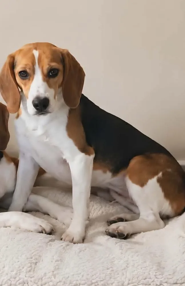 A young small-sized female Beagle dog named Jade Freegle for adoption in Waunakee, WI