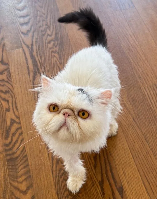 An adult medium-sized male Black & White / Tuxedo Persian cat named Benji for adoption in Kenosha, WI