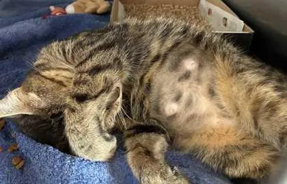 A young small-sized female Domestic Short Hair cat named Katie Cat for adoption in New Albany, IN