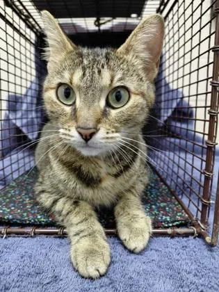 Katie Cat thumbnail 2