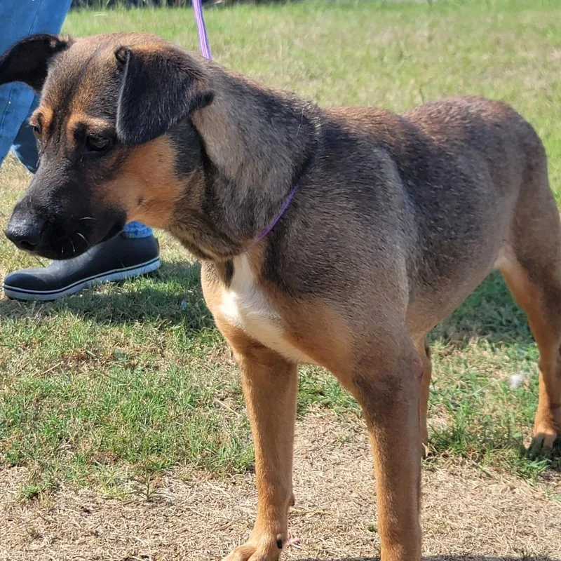 An adult medium-sized female Yellow / Tan / Blond / Fawn Mixed Breed dog named Layla for adoption in Dillon, SC