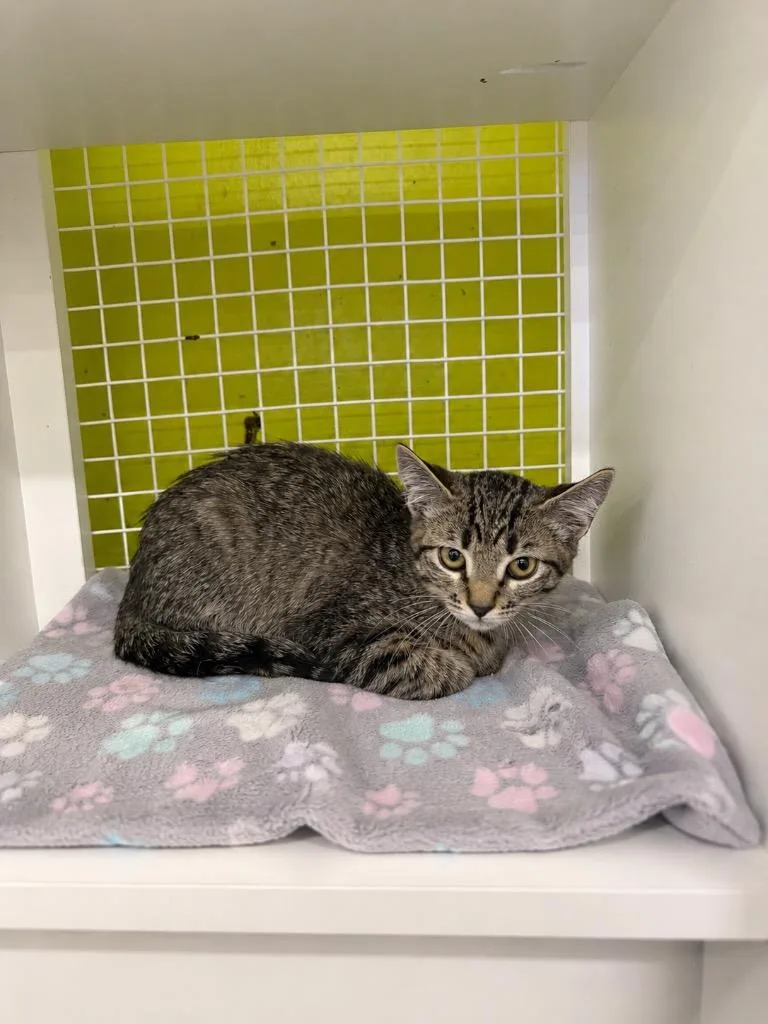 A baby medium-sized female Domestic Short Hair cat named Kratie for adoption in Fort Lupton, CO