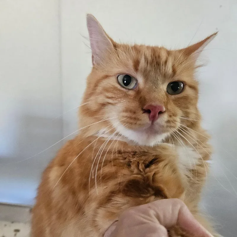 An adult large-sized male Orange / Red Domestic Long Hair cat named Ozzy for adoption in Hattiesburg, MS