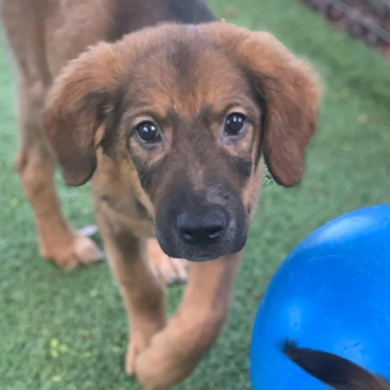 An adult medium-sized male Yellow / Tan / Blond / Fawn Mixed Breed dog named Kapic aka Juice for adoption in LOXAHATCHEE, FL