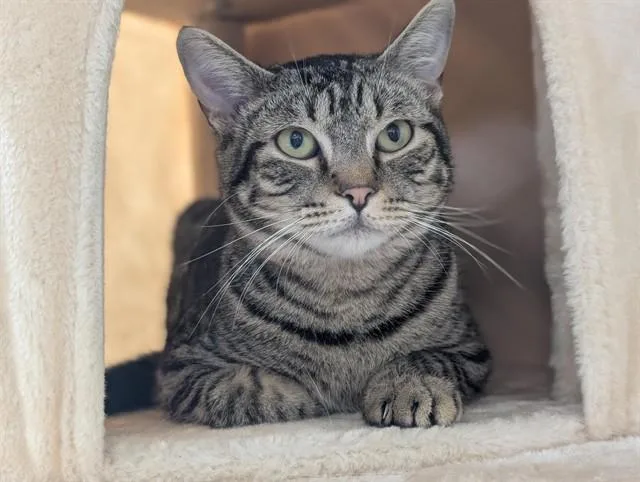 A young small-sized male Domestic Short Hair cat named Prada for adoption in Camarillo, CA