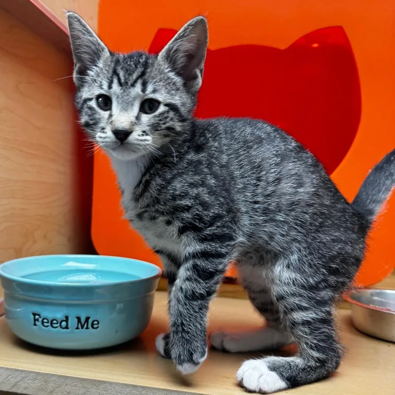 A baby small-sized male Brown / Chocolate Domestic Short Hair cat named Marco for adoption in Brookfield, WI