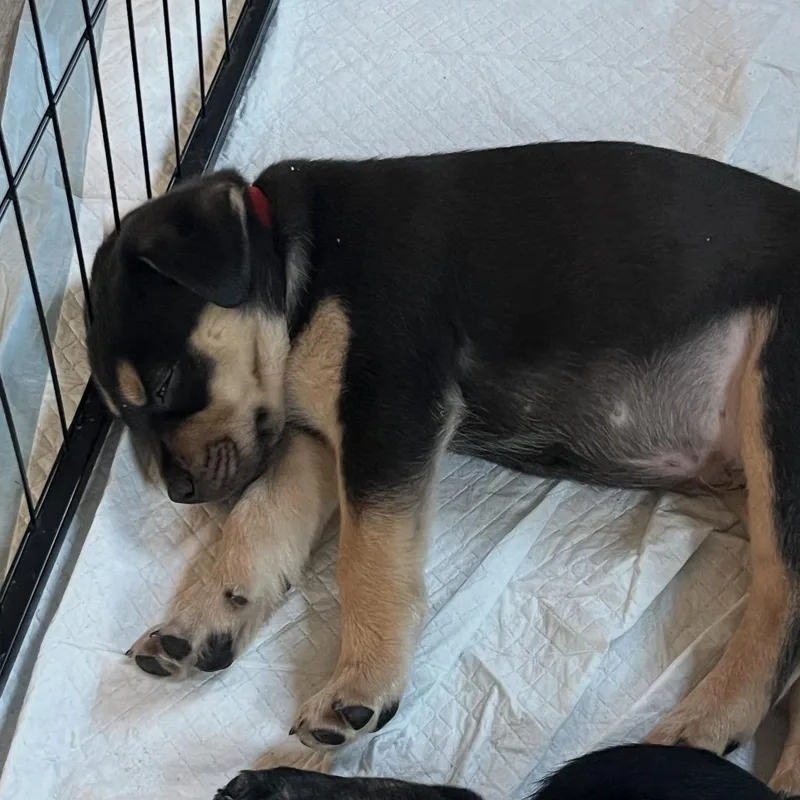 A young medium-sized female Black Hound dog named Kirk for adoption in Calabash, NC