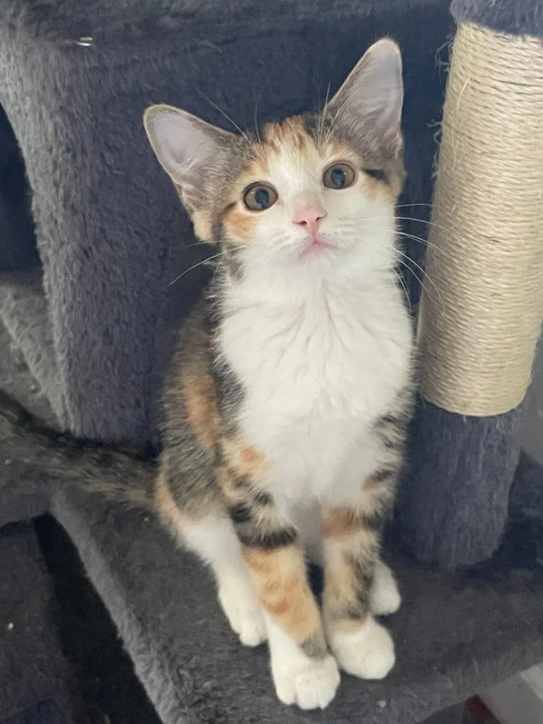 A baby medium-sized female Domestic Short Hair cat named Renna for adoption in Youngsville, NC