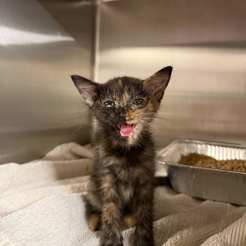 A baby small-sized female Domestic Short Hair cat named Groovy for adoption in Pauls Valley, OK
