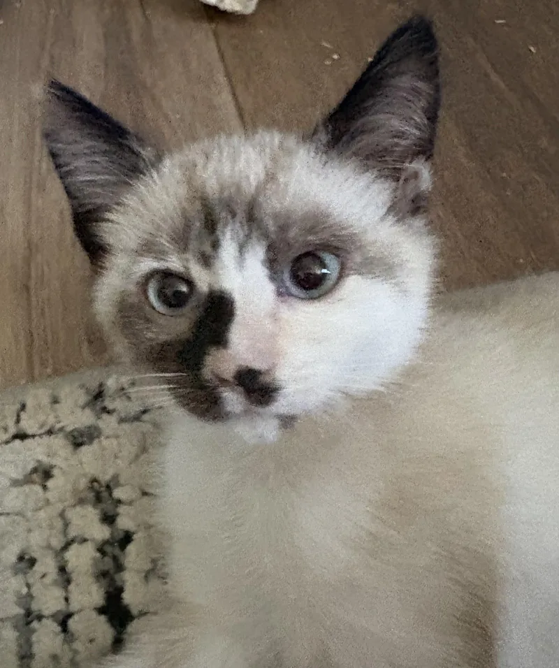 A baby medium-sized female Domestic Short Hair cat named Cloudy for adoption in Reno, NV