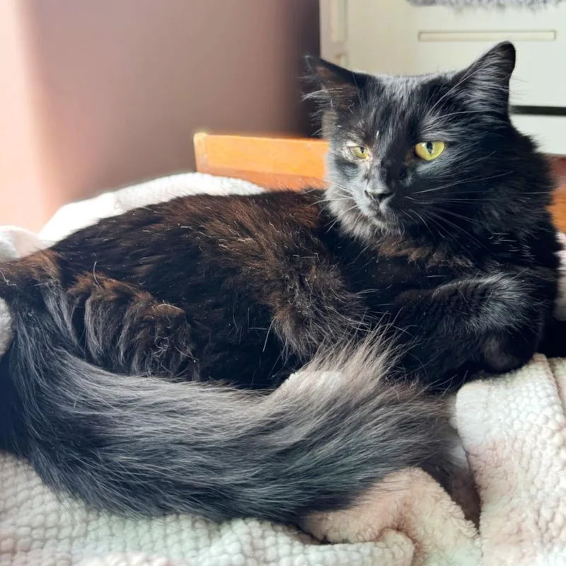 A senior medium-sized female Black Domestic Long Hair cat named Astoria for adoption in Springfield, OR
