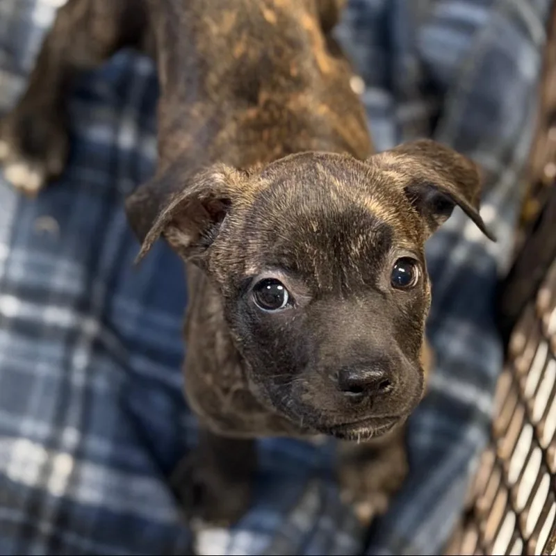 A baby small-sized female Brindle Boxer dog named Ruffles for adoption in Allentown, PA