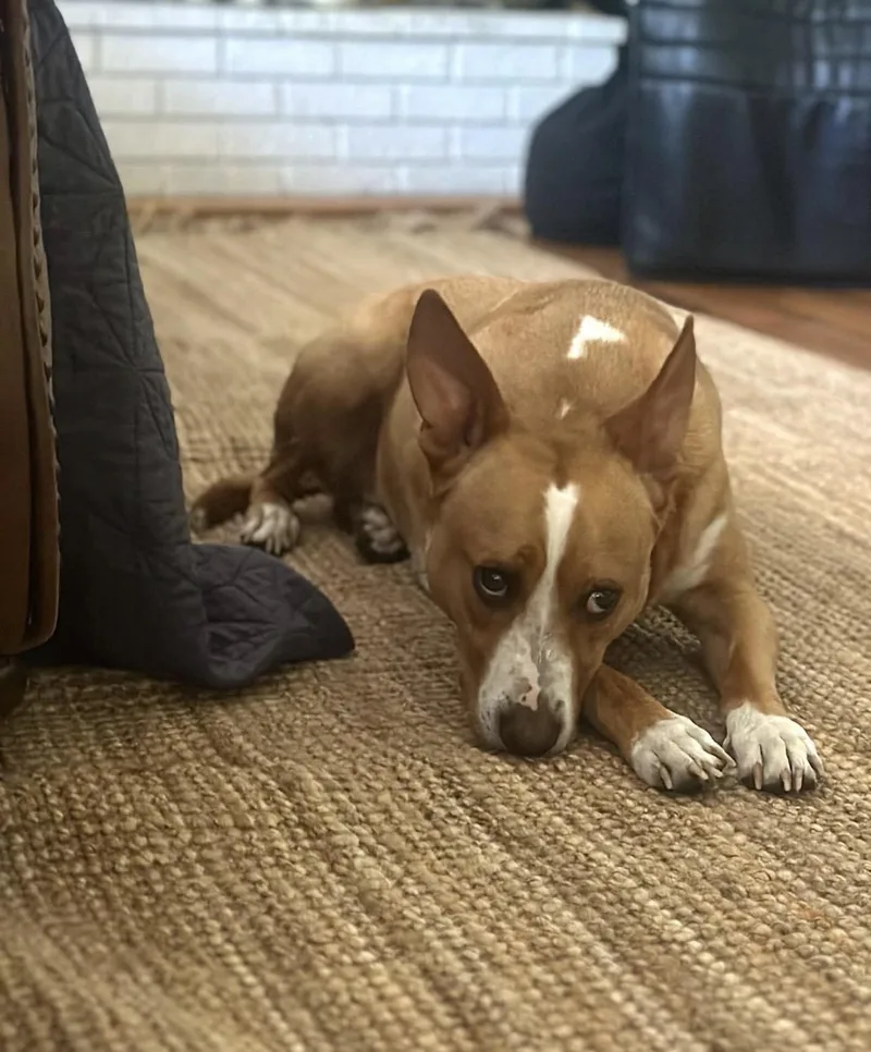 An adult medium-sized male Yellow / Tan / Blond / Fawn Basenji dog named Chance for adoption in Thornton, CO