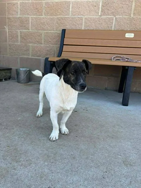 An adult small-sized male Jack Russell Terrier dog named Weeble for adoption in Newport, KY