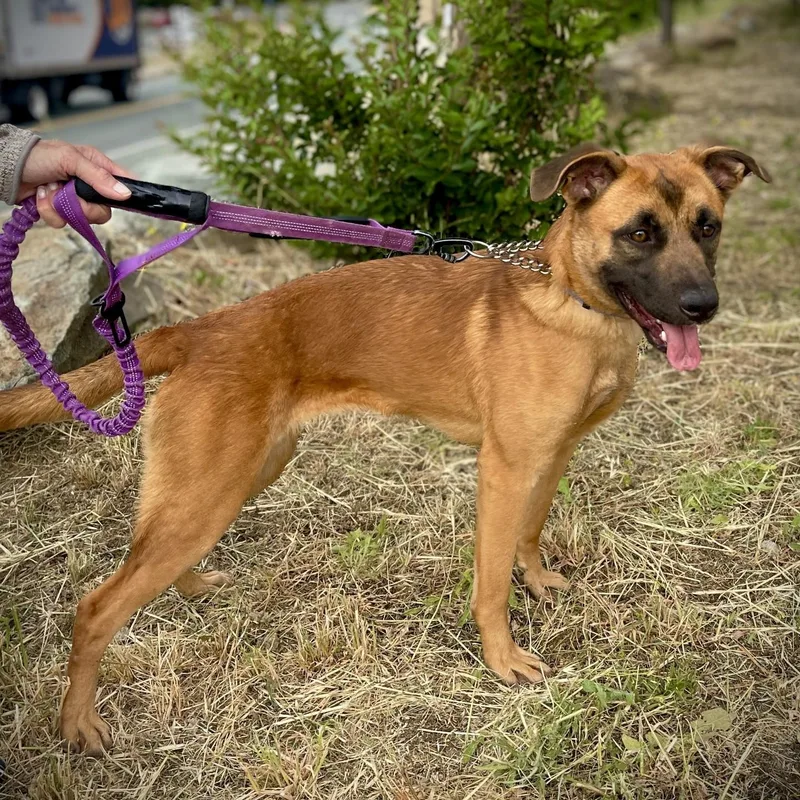 A young medium-sized female Belgian Shepherd / Malinois dog named Lacy for adoption in San Andreas, CA