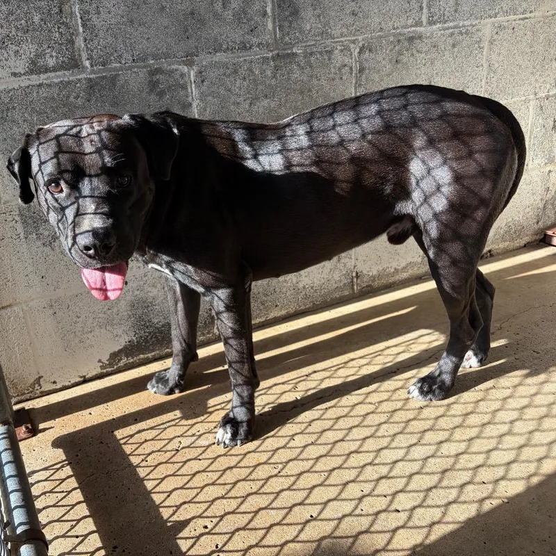 An adult medium-sized male Black Pit Bull Terrier dog named Drake for adoption in Edinburg, TX
